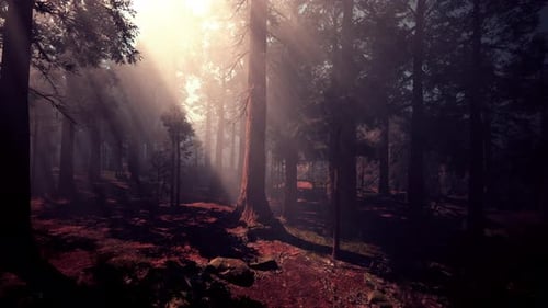 A Dense Forest with Towering Trees