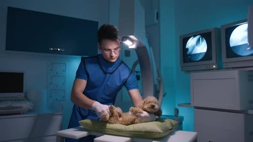 Veterinarian X-Raying Small Dog in Medical Clinic