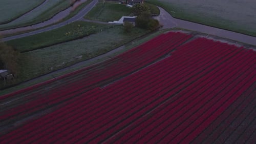 Aerial view of colorful dutch tulip fields and windmill, Obdam, Netherlands