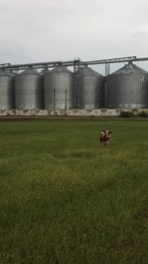 Getreideaufzug Metall-Getreidesilo in der landwirtschaftlichen Zone Landwirtschaft Lagerung für Ernte und Getreide in