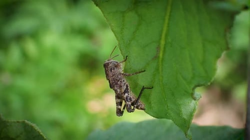 Grasshopper clings to green leaf in the wild