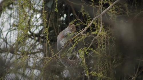 Grey Squirrel Perched On Swaying Tree Branch Eating Small Leaves Off Of Thin Branch Daytime Overcast