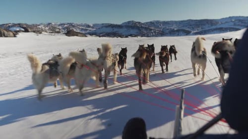Dog Sled Team Pulling Sled Across Snowy Landscape