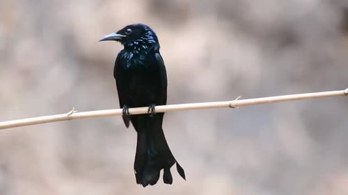 El Drongo de cresta peluda o es un ave de Asia de la familia Dicruridae que era conespecífica con D.