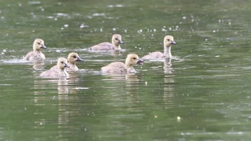 Baby geese swimming around in a Missouri stream