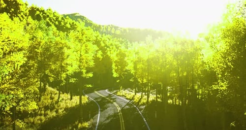 Winding Road Through Vibrant Trees with Golden Sunlight in a Serene Landscape