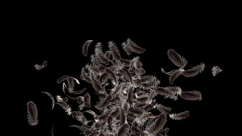 Soft Feathers Floating Upward on Black Background