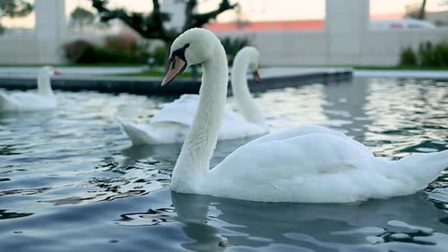Schwäne schwimmen in Zeitlupe in einem örtlichen Park