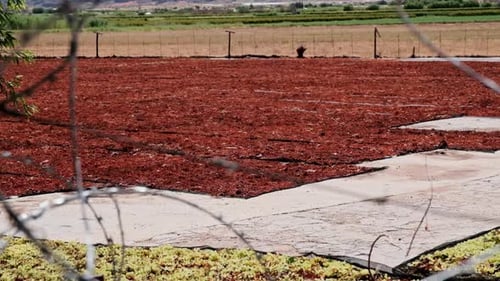 Vast amounts of grapes are dried in the sun to make raisins in South Africa