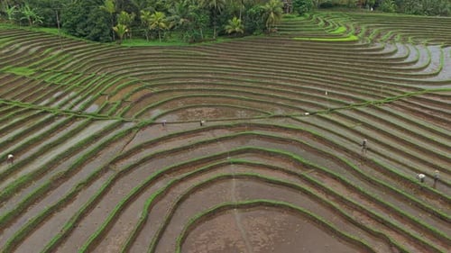 Aerial View of Rice Terraces with Workers Harvesting