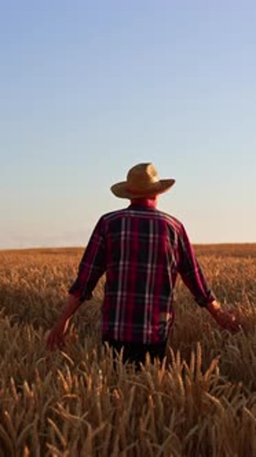 Following the man in straw hat and checkered shirt walking in the wheat plantation.