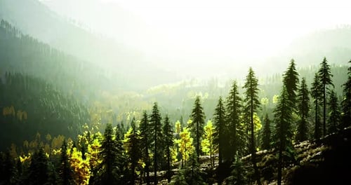 Sunlit Misty Forest Landscape with Golden Autumn Trees