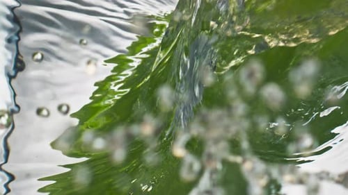 Plants Falling in Clear Water with Bubbles
