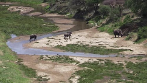 Un grupo de cinco elefantes abandona el sinuoso lecho de un río después de beber. La pequeña manada se acerca al borde