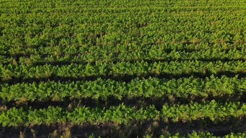 Karotten werden in Reihen auf dem Feld gepflanzt