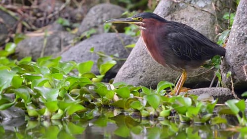 Green Heron standing by a water source in Costa Rica