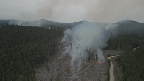 Aftermath Of Wildfire In Forest Uhd