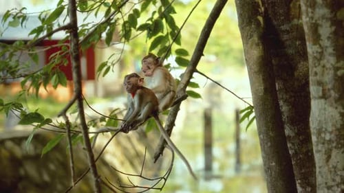 Two Monkeys Perched on Branch in Tropical Forest