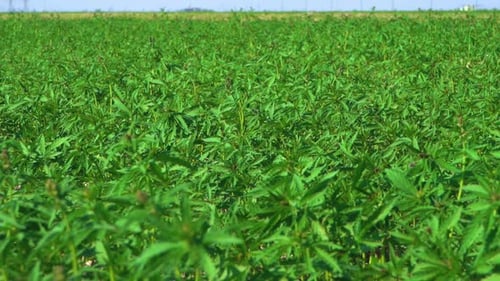 Vast acres of hemp plants grown on a commercial scale for hemp oil production.