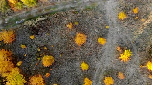 Forest seen from above. Beautiful, colorful woods in autumn.