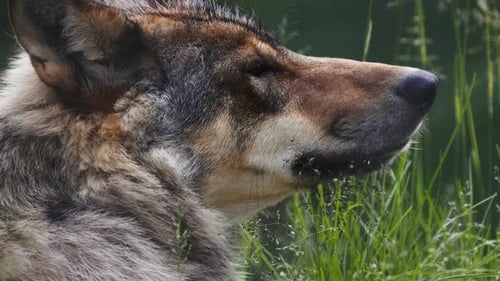 closeup of Wolf face, lying on grass and sniffing, in slowmotion. Canis lupus, gray wolf