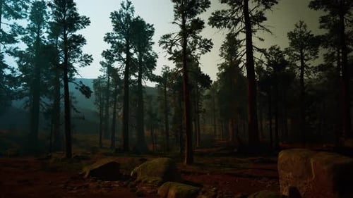Cinematic Fly Through an Eerie Forest
