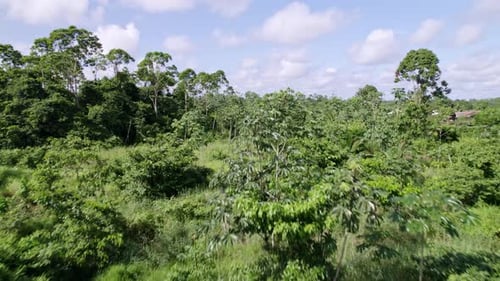 Aerial: Thick canopy green jungle trees in rainforest, drone ascending over tree tops