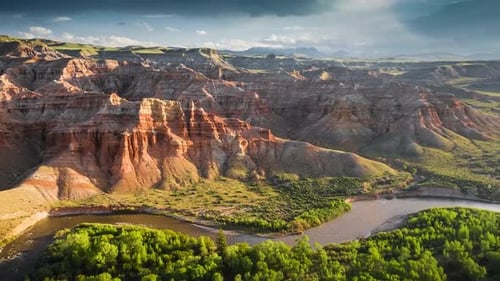 A Cinematic Exploration of a Thriving Summer Forest