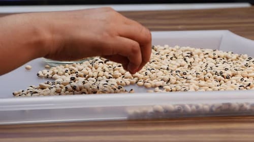 Hand Sorting Black Eyed Peas for Food