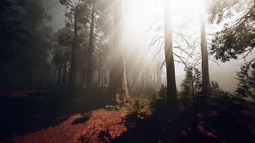 Sunlight Streaming Through the Trees in a Beautiful Forest