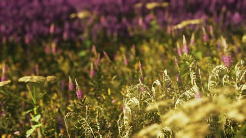 Beautiful Sunny Day in Countryside