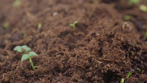 Seedlings Growing Fast in Fertile Soil Time-lapse