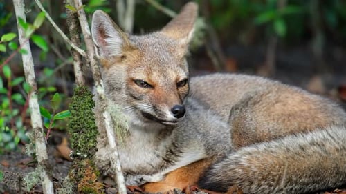 Red fox (Vulpes vulpes)