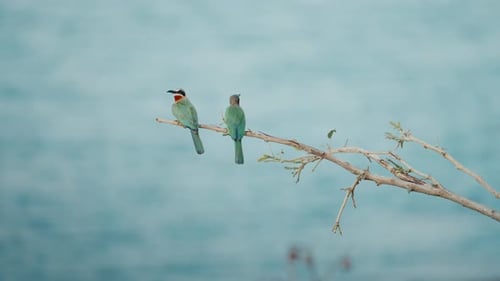 Two bee eater birds perched on a branch with the river in the background, telephoto