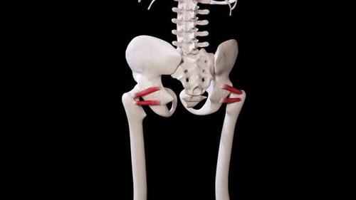 Detailed Human Hip Joint Anatomy Animation with Highlighted Ligaments