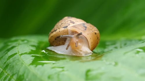 Garden Snail Extends Eye Stalks on Green Leaf