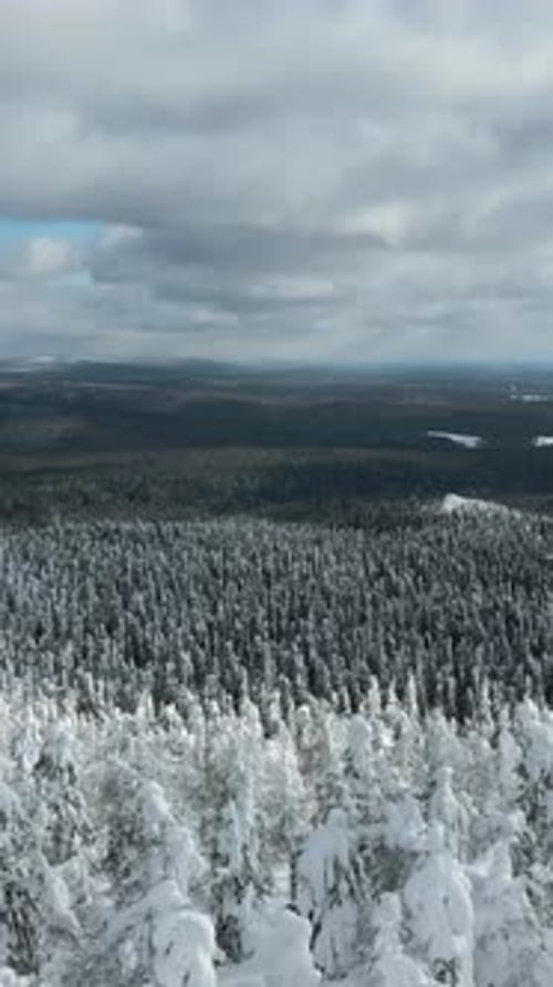 Slow Motion Aerial View of Snowy Trees in Beautiful Winter Forest Clip Winter Landscape in Frozen