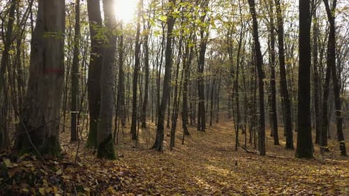 Sunny Day in a Forest in Autumn 55