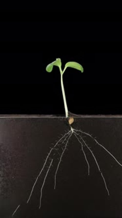 Time lapse of zucchini germinating and growing in rhizobox with ALPHA channel, vertical orientation