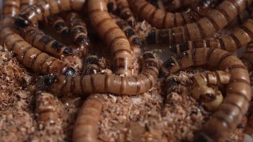 Zophobas Morio, Superwurm 57