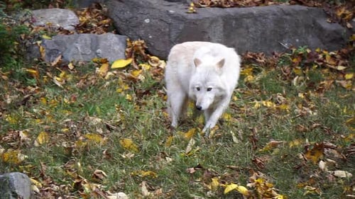 Southern Rocky Mountain Gray Wolf (Canis lupus youngi) casually walks and sniff at ground.