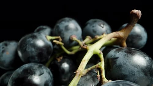 Close Up of Fresh Blue Grapes on Vine