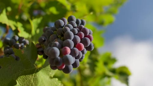 Ripe Grapes Hanging On Vineyard On A Sunny Day. - low angle