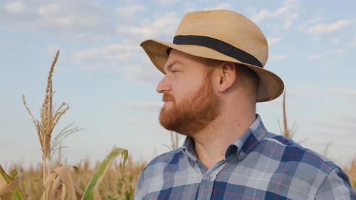 Portrait of Young Farmer Looking in the Distance Among Maize Field Under Bright Sky