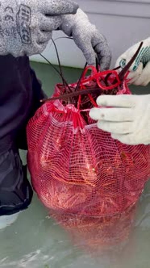 Tying crayfish bags securely with zip ties for safe transport at a local fishing location