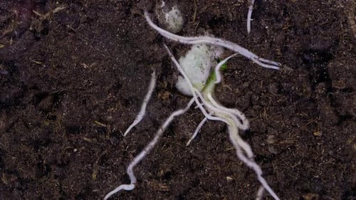 Plant Root Timelapse