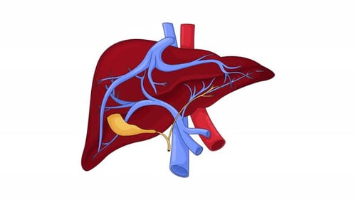 Human liver anatomy with vessels and bile ducts cartoon animation