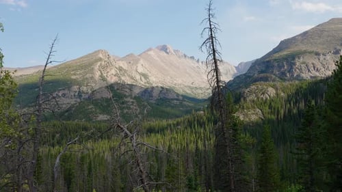 Golden Sunlight Filtering Across Forest Leaves In Tranquil Morning Air