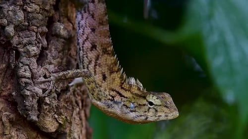 The Oriental Garden Lizard is also called the Eastern Garden Lizard, Bloodsucker and Changeable Liza