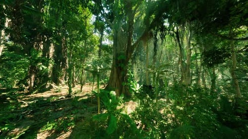 Lush Green Jungle in China Showcasing Dense Foliage and Towering Trees